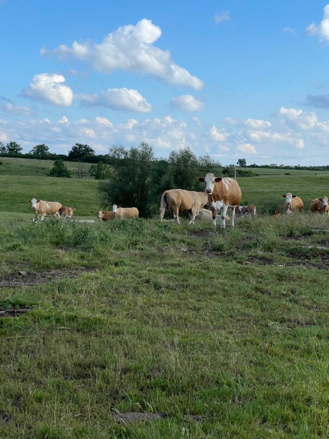 Naturnahes, Neu Moebl.Apartment, Hundefreundlich Neu Gaarz Dış mekan fotoğraf